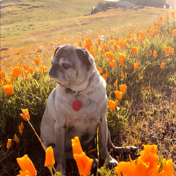 Meet your Posher, Karmen - Picture 6 of 8